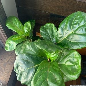 Meet your Posher, Aimee